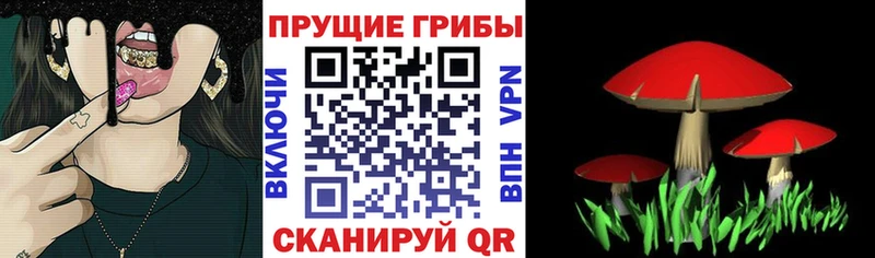 дарнет шоп  OMG ТОР  Галлюциногенные грибы MAGIC MUSHROOMS  Зеленогорск 